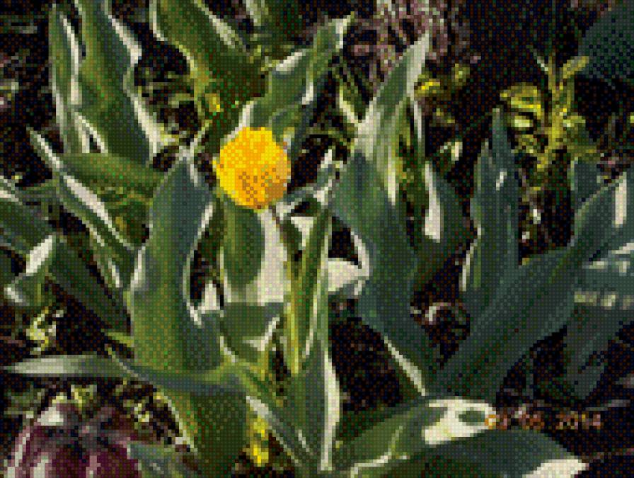 тюльпан - предпросмотр