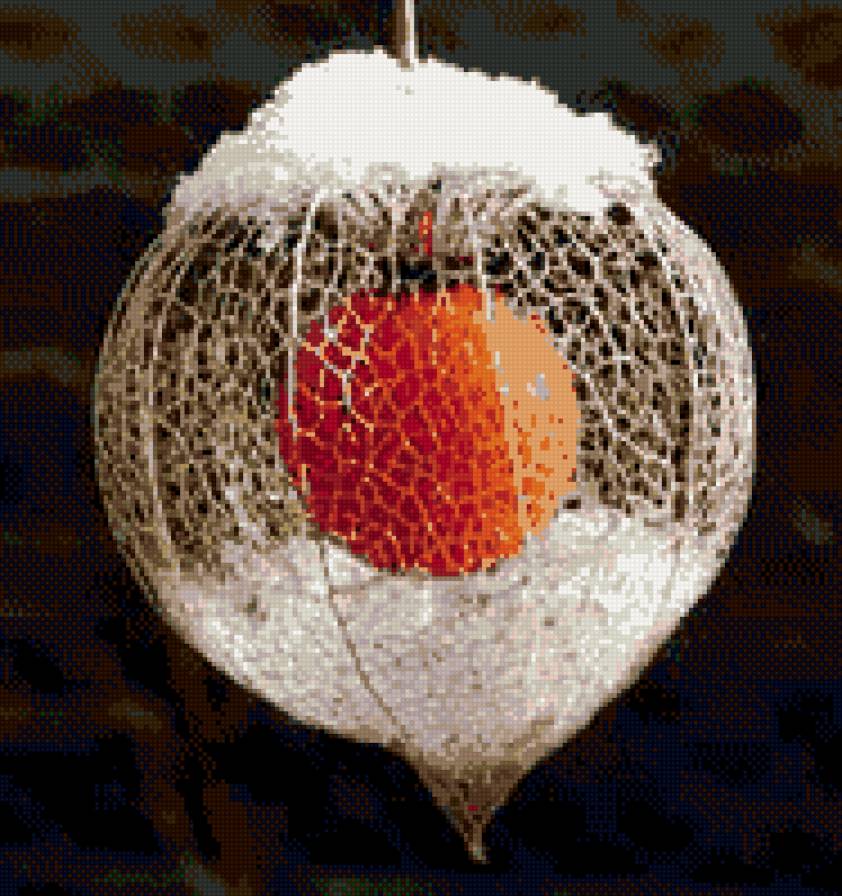 физалис - цветы ягоды - предпросмотр