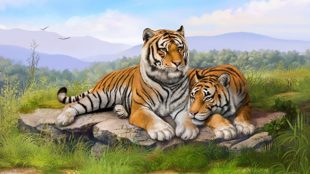 №909362 - тигры, звери, животные - оригинал