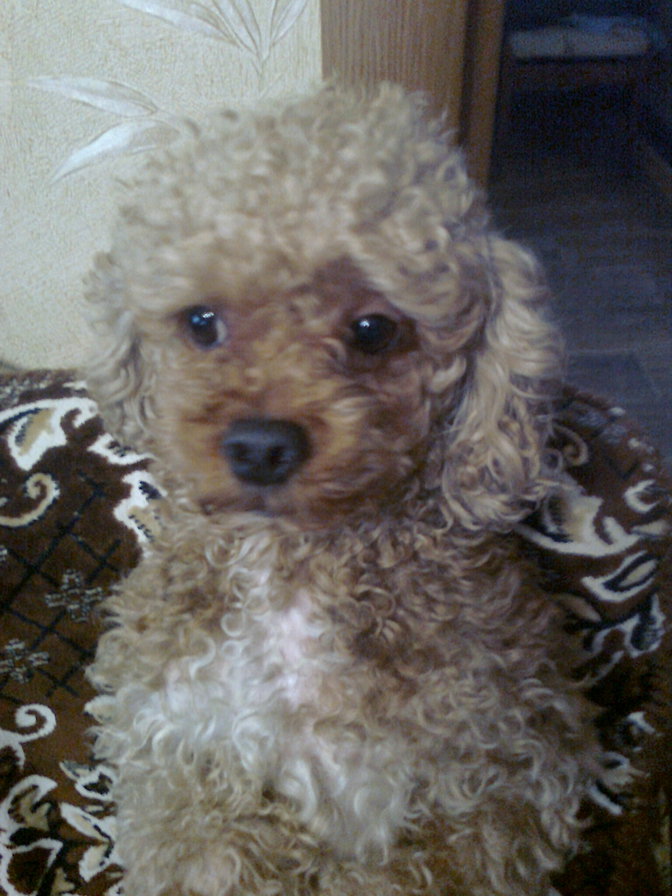 Ричи - оригинал