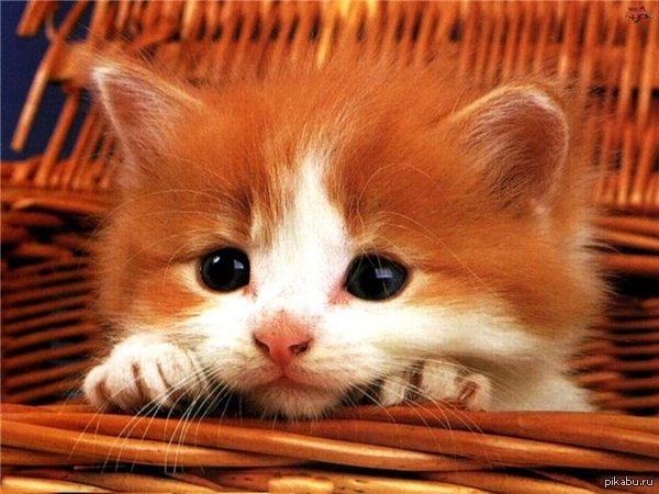 Рыжик - милаха, няшка, кот, рыжий - оригинал
