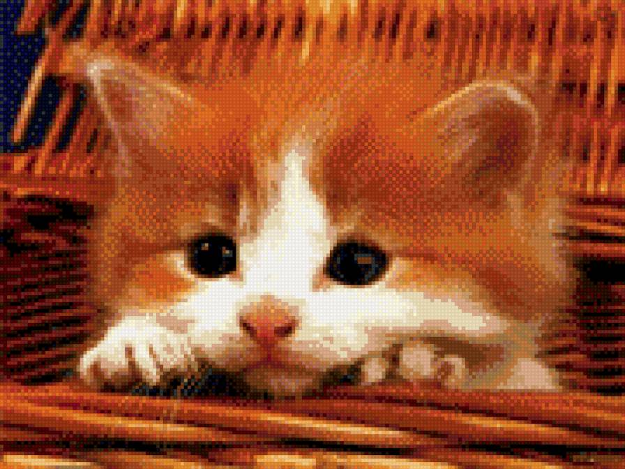 Рыжик - рыжий, милаха, няшка, кот - предпросмотр