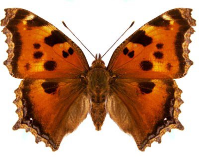 крапивница - оригинал