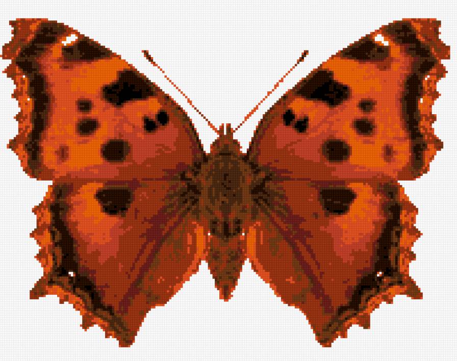 крапивница - предпросмотр