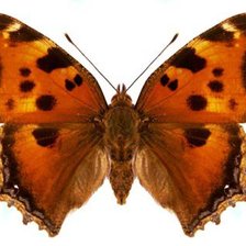 Схема вышивки «крапивница»