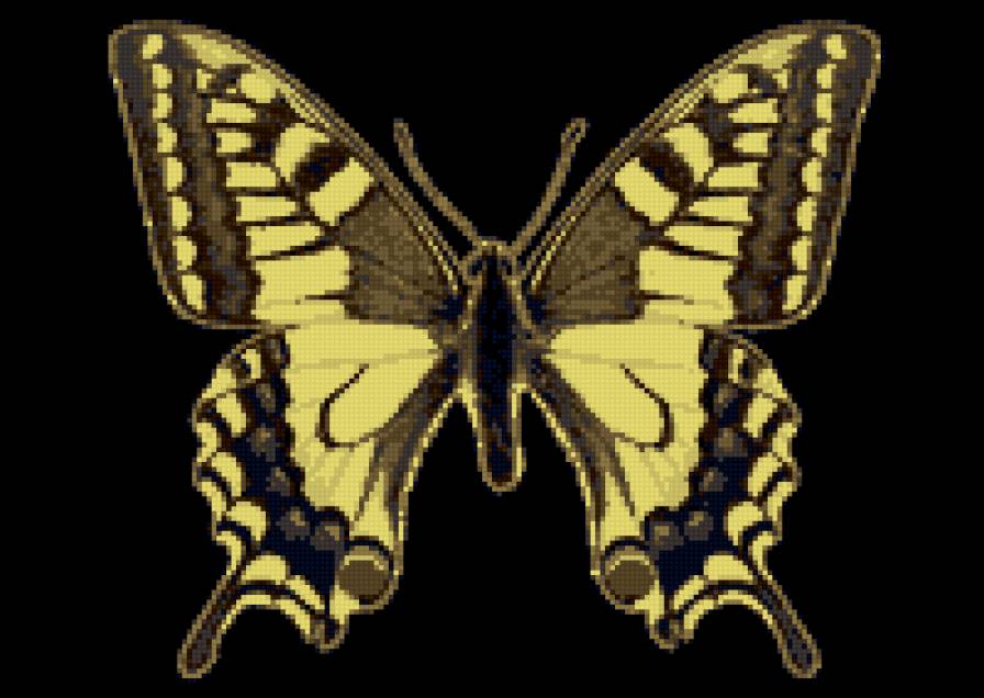 красивая бабочка - предпросмотр