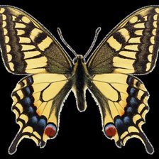 Схема вышивки «красивая бабочка»