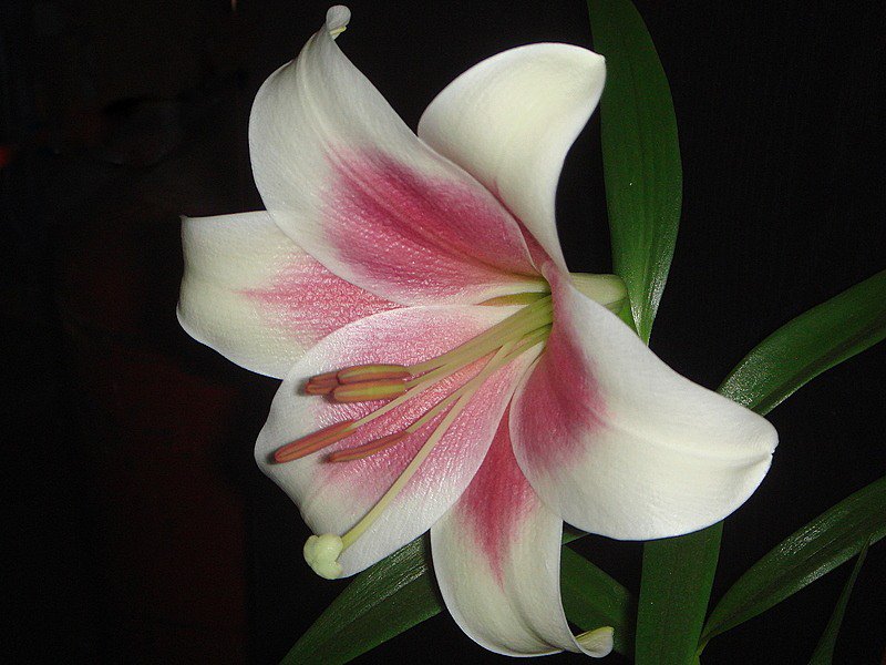 Лилия - цветы - оригинал