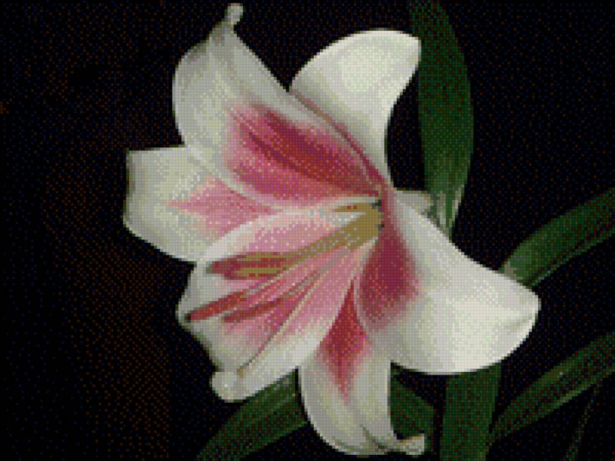 Лилия - цветы - предпросмотр