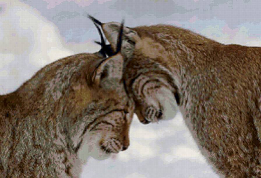 рысья любовь - предпросмотр