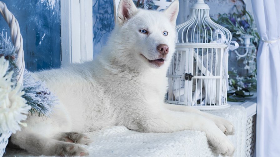 БЕЛЫЙ ВОЛК - оригинал