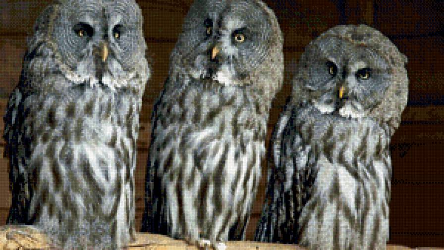 совки - предпросмотр