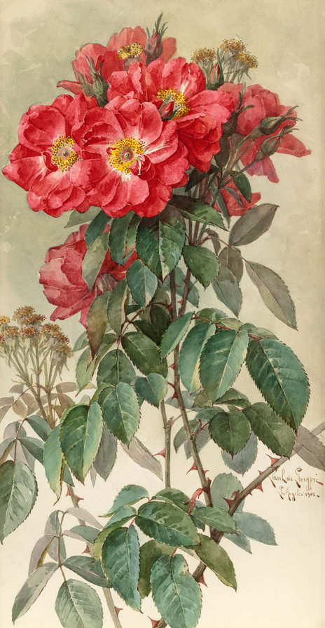 розы - оригинал