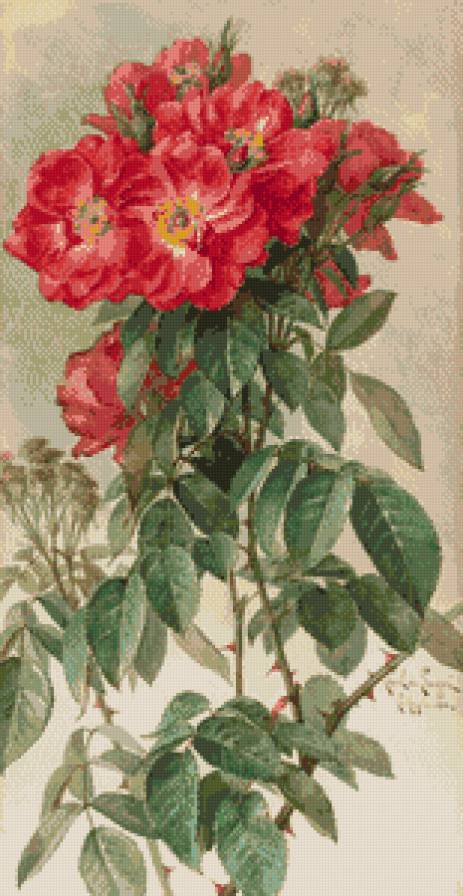 розы - предпросмотр