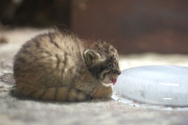 Манул - кошки, манул, котенок, животные - оригинал