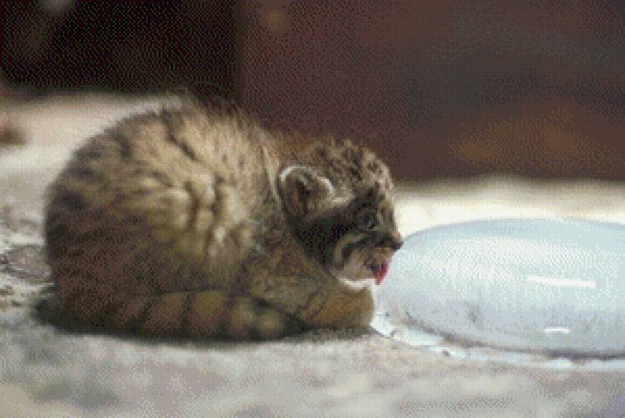 Манул - манул, кошки, животные, котенок - предпросмотр