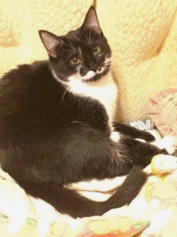 пузя - кошка, животные - предпросмотр