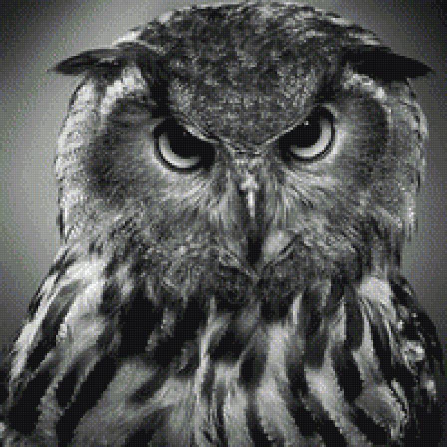 птицы - сова мудрость - предпросмотр