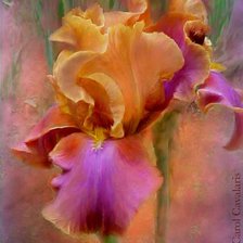 Схема вышивки «красота»