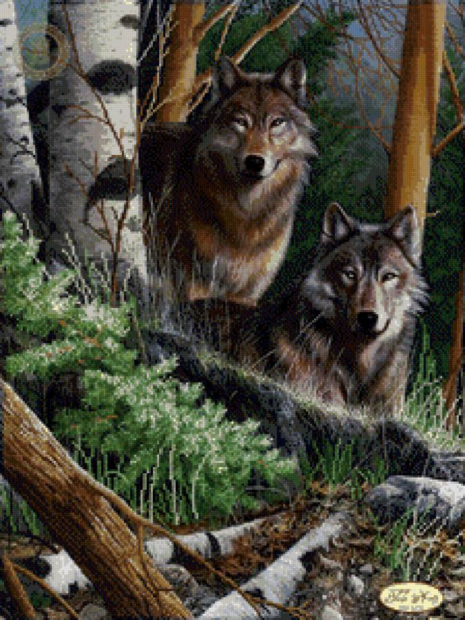 Волки - лес, животные, природа, волки - предпросмотр