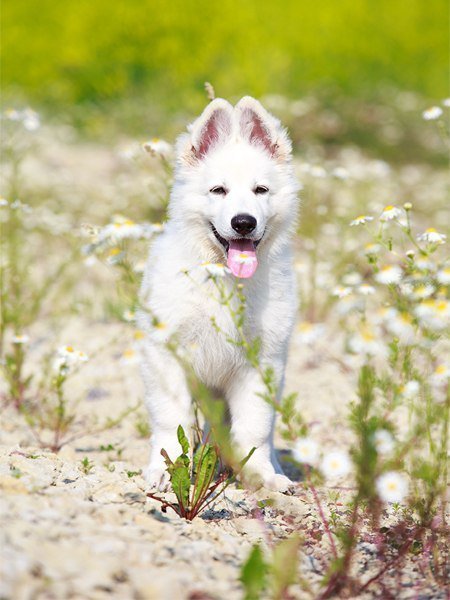 собачка на природе - живитные, собака - оригинал