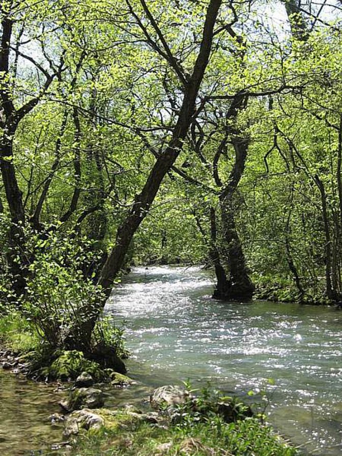 река в лесу - оригинал