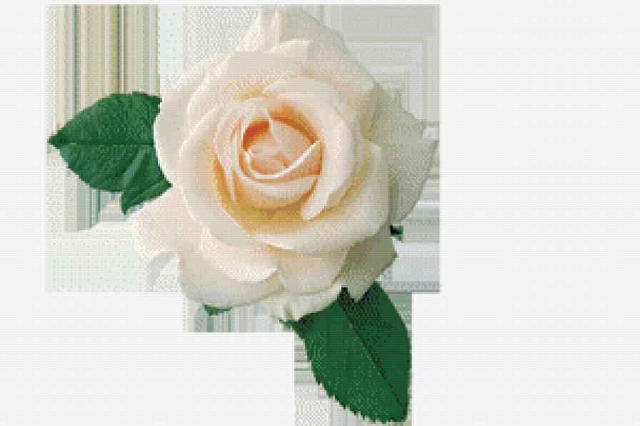 серия "розы" - цветы.розы - предпросмотр