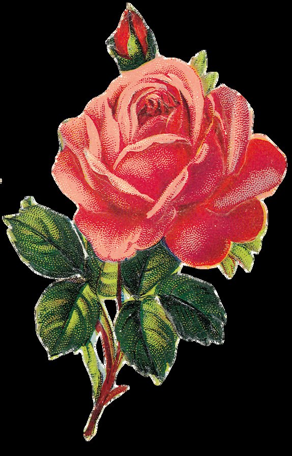 серия "розы" - цветы.розы - оригинал