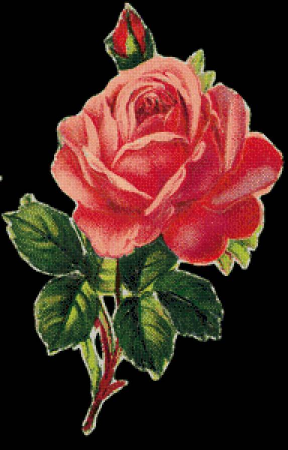 серия "розы" - цветы.розы - предпросмотр