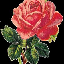 Оригинал схемы вышивки «серия "розы"» (№911870)