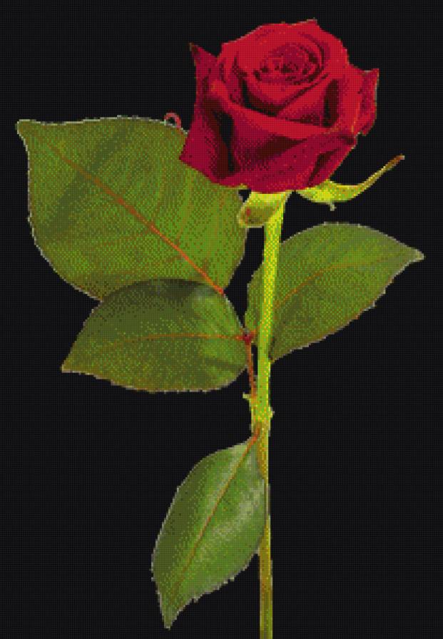 серия "розы" - цветы.розы - предпросмотр