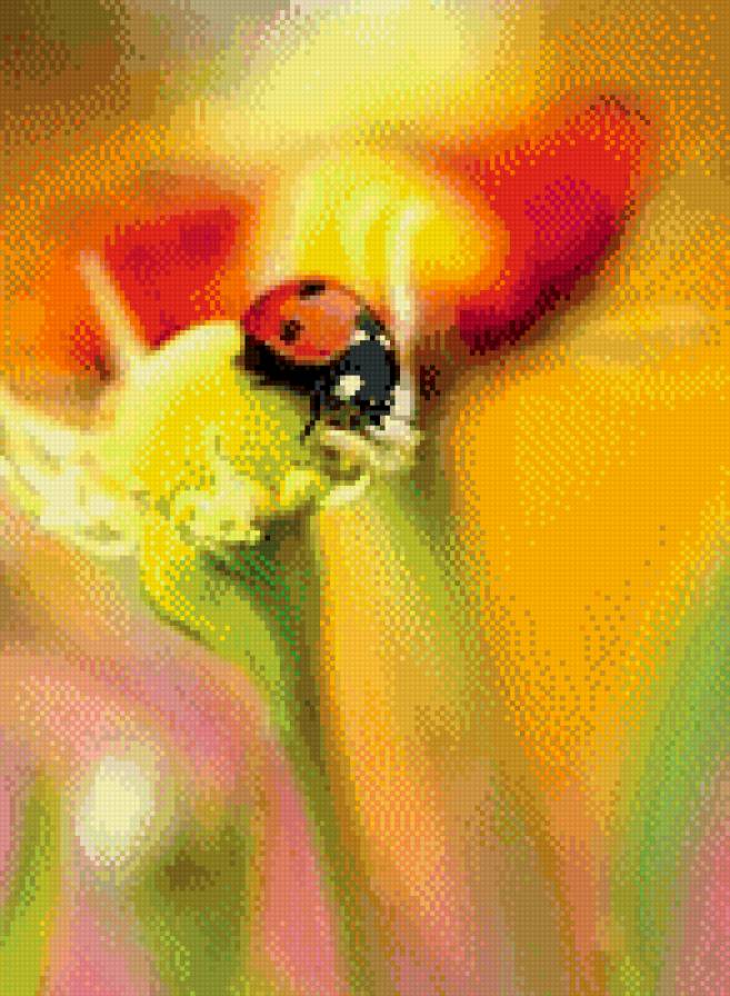 Божья коровка - яркие картинки, цветок, божья коровка, насекомое - предпросмотр