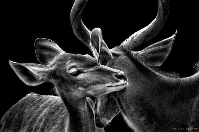 антилопы - олени.косули, антилопы, чорно-белое, монохром, животные, природа - оригинал