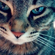 Схема вышивки «котик»