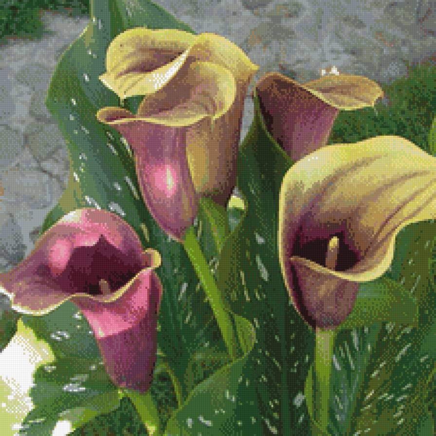 Цветы - предпросмотр