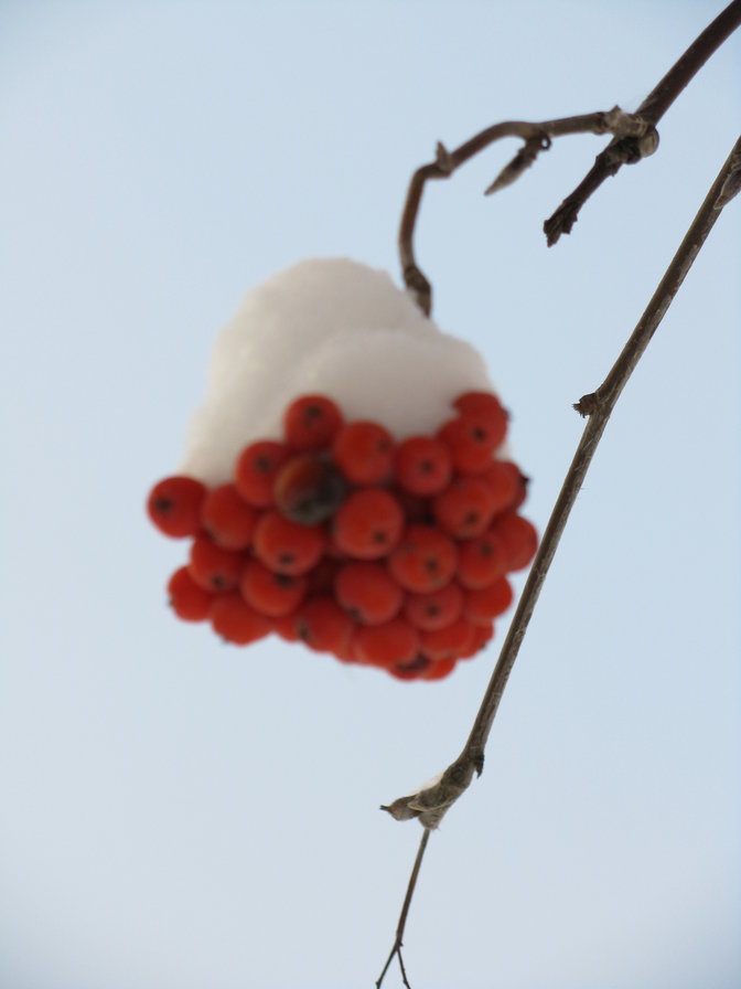 рябина - рябина - оригинал