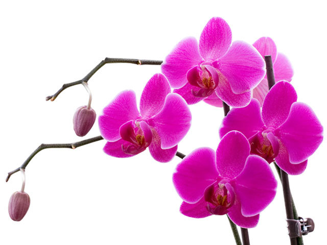 розовая орхидея - оригинал