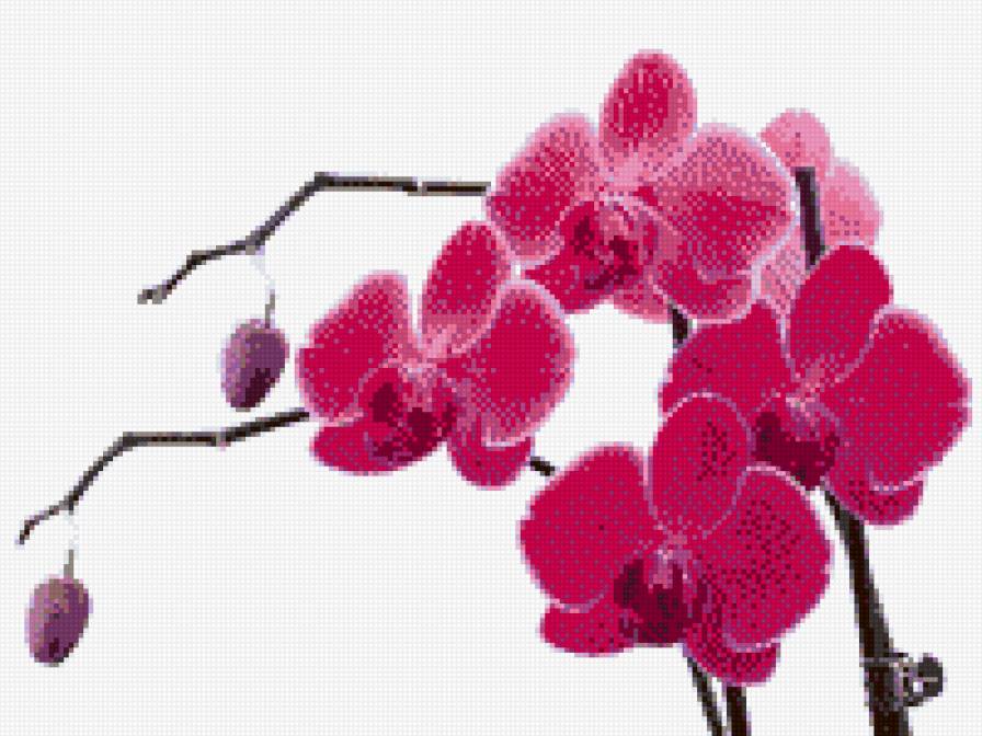 розовая орхидея - предпросмотр