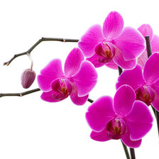 Схема вышивки «розовая орхидея»