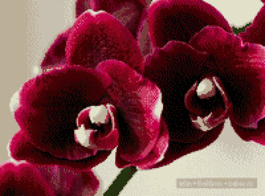 красненькая орхидея - предпросмотр