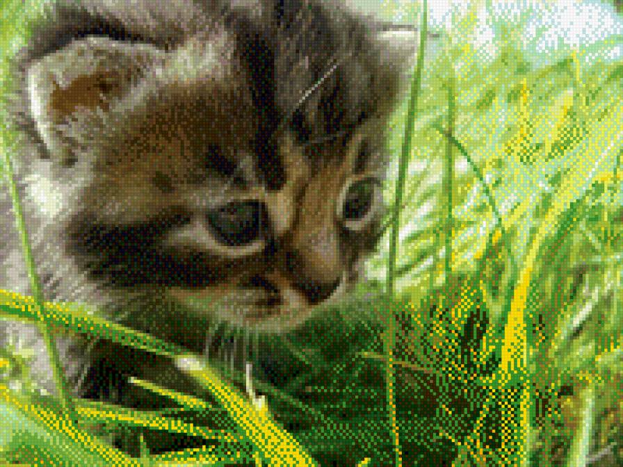 котенок - предпросмотр