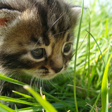 Схема вышивки «котенок»