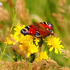 Схема вышивки «Бабочка»