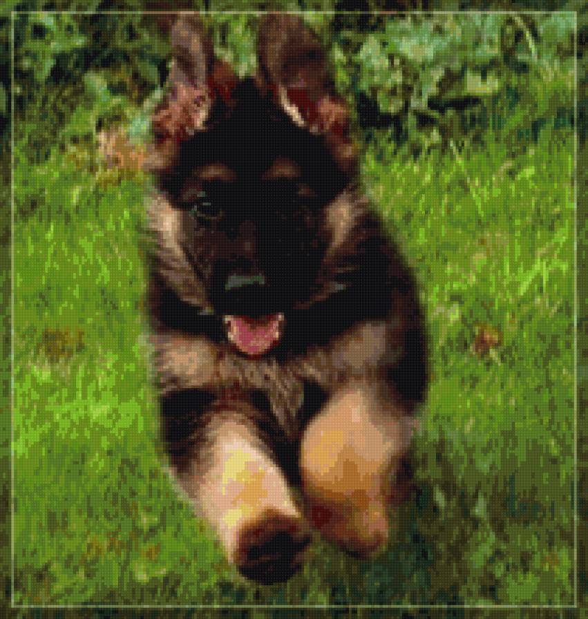 Щенок овчарки - щенки, собаки, животные - предпросмотр