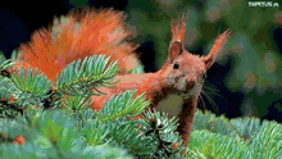 Белочка - животные - предпросмотр