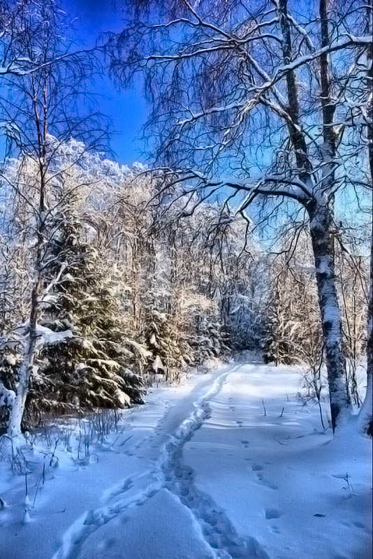 Зимний лес - природа. лес, зима, пейзаж - оригинал
