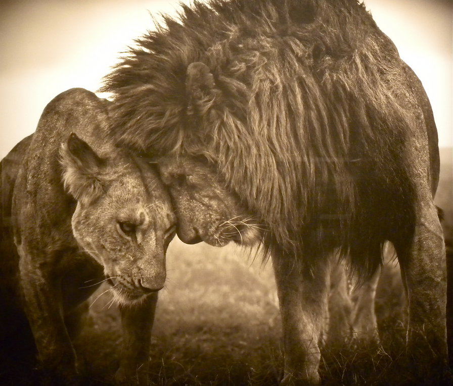 Лев и львица - лев, львица - оригинал