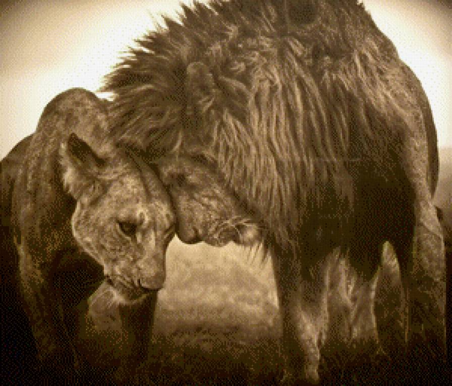 Лев и львица - лев, львица - предпросмотр