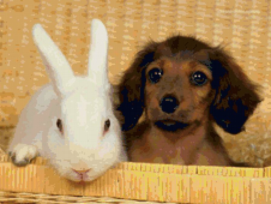 Щенок таксы и кролик - животные, дружба - предпросмотр