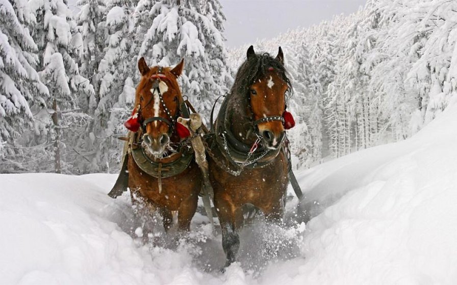 лошади - зима, природа. лошади - оригинал